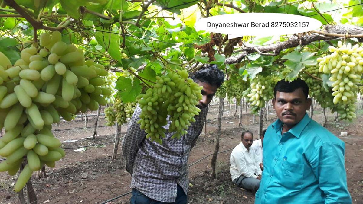 Green Planet Bio Products Ahmednagar Mobile  shop Ahmednagar